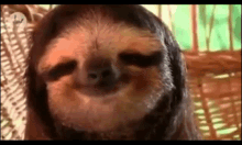 Sloth Smile GIF - Sloth Smile Chill GIFs