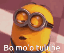 Bo Mo O Tuluhu GIF - Bo Mo O Tuluhu GIFs