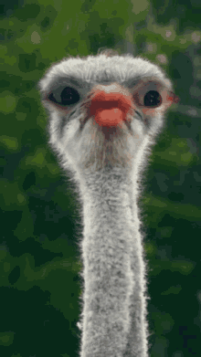 Weird Eyes GIF - Weird Eyes Ostrich GIFs