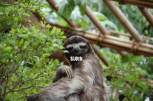 Party Sloth GIF - Party Sloth Sloth Party GIFs