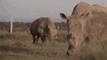 We Need To Be Their Voice Meet The Heroes Who Protect The Last Northern White Rhinos In The World GIF - We Need To Be Their Voice Meet The Heroes Who Protect The Last Northern White Rhinos In The World World Rhino Day GIFs