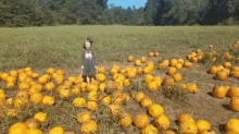 Dochardy Pumpkin GIF - Dochardy Pumpkin Shrug GIFs