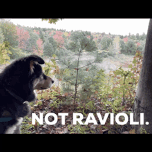 ravioli dog cute funny not ravioli