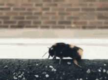 bugs bees