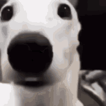 White Dog Shaking GIF - White Dog Shaking Scared GIFs