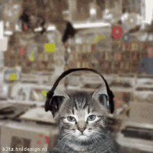cat headphones listening music