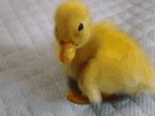 Pato Duck GIF - Pato Duck GIFs