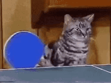 Cats Funny GIF - Cats Funny Table Tennis GIFs