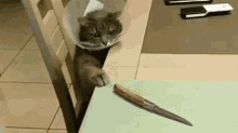 Cat Knife GIF - Cat Knife Murder GIFs