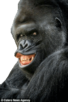 Gorilla Sticker - Gorilla Stickers