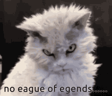 Cat Angry Cat GIF - Cat Angry Cat League Of Legends GIFs