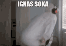 Ignas Soka Ignutis GIF - Ignas Soka Ignas Soka GIFs