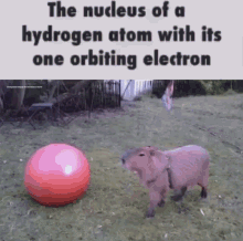 Capybara Meme GIF - Capybara Meme Science GIFs
