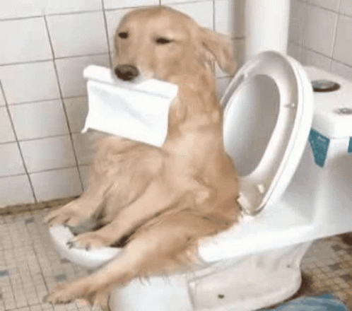 [Image: dog-toilet.gif]