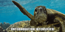Turtle Intensifies Interrogation Intensifies GIF - Turtle Intensifies Interrogation Intensifies Turtle GIFs