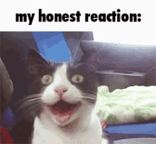 My Honest Reaction Cat GIF - My Honest Reaction Cat GIFs