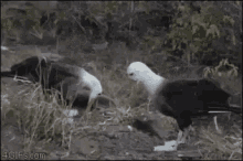 Birds Eating GIF - Birds Eating Pecking GIFs