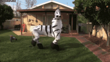 Zebra Dance GIF - Zebra Dance GIFs