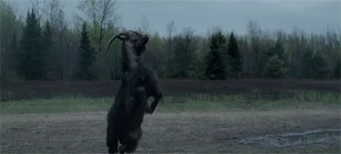 The Witch Goat GIF - The Witch Goat Fight - Discover & Share GIFs