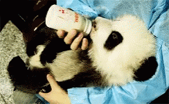 Panda Bear Baby Gifs Tenor