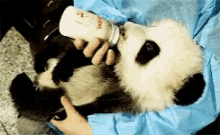 panda bear baby panda eating cute animal