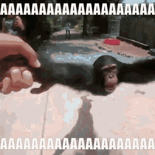 funny,monkey,spin,spinning,aaa,gif,animated gif,gifs,meme.