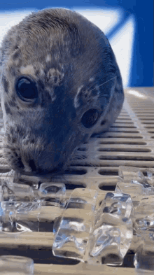 Eating Ice Marine Mammal Rescue GIF - Eating Ice Marine Mammal Rescue Baby Seal GIFs