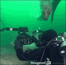 Seal Bite GIF - Seal Bite Diver GIFs
