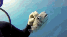 Skritches Puffer GIF - Skritches Puffer Fish GIFs