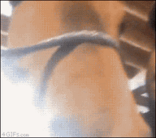 Greg Horse GIF - Greg Horse Kiss GIFs