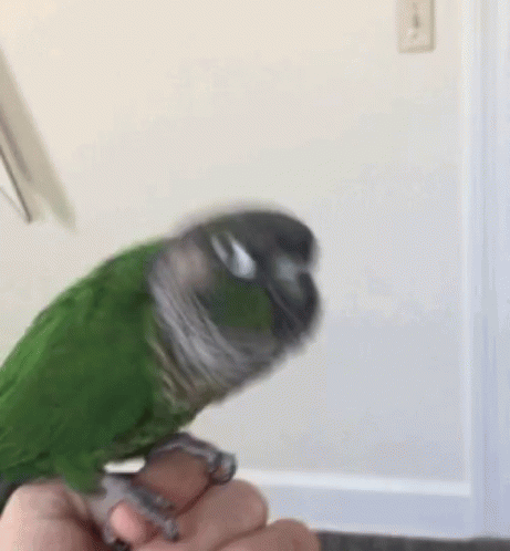 The perfect Conure Bird Dance Animated GIF for your conversation. 