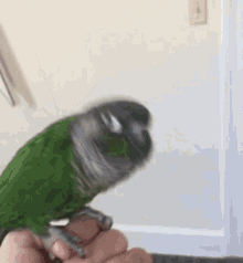 Conure Bird GIF - Conure Bird Dance GIFs