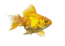 Fish1 Gold Fish GIF - Fish1 Gold Fish GIFs