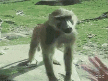 gif mono cabreado - Página 2 Baboon-monkey