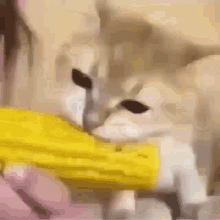 cat corn eating cute kitten