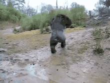 run gorilla