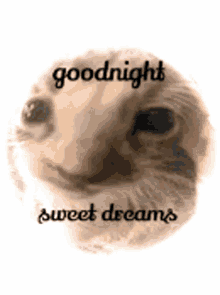 shordhe kitty shordhe goodnight cute cat cute kitty shordhe kitty shordhe goodnight cute cat cute kitty