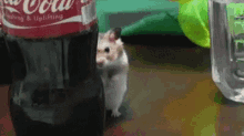 Creepy Hamster Is Creepin On You GIF - Creepy Hamster GIFs