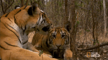 tigress tigers