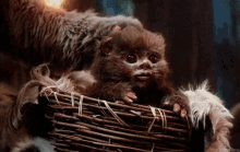 Pet Pet Pet... GIF - Petting Baby Ewok Star Wars GIFs