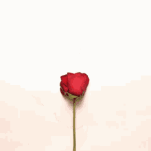 Liefs GIF - Rose Bloom Heart GIFs