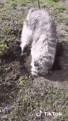 Kratu Digging GIF - Kratu Digging Gardening GIFs