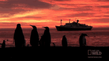 Boat Incoming World Penguin Day GIF - Boat Incoming World Penguin Day Worlds Weirdest GIFs