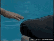 Free Willy GIF - Free Willy GIFs
