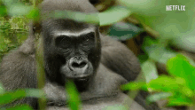 Gorilla Booger GIF - Gorilla Booger Picking GIFs