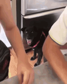 Funny Animals Dog GIF - Funny Animals Dog Scared GIFs