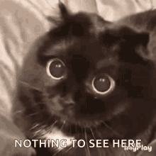 Surprised Cat GIF - Surprised Cat Cute GIFs