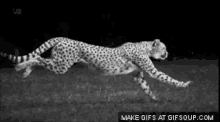 Slow Motion Cheetah - Slow GIF - Slow Slow Motion Cheetah Cheetah GIFs