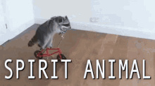 spirit animal racoon bike ride