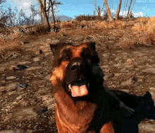 fallout dog meat dog fallout4 video game